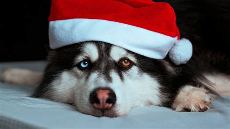 Cosa Regalare Al Cane A Natale