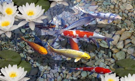 Koi Pond Live Wallpaper - WallpaperSafari