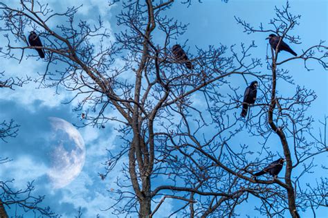 Burung Gagak Di Cabang Pohon Dengan Setengah Bulan Di Awan Foto Stok