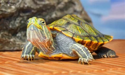 Cuidados De La Tortuga Acu Tica De Orejas Rojas Trachemys Scripta Elegans