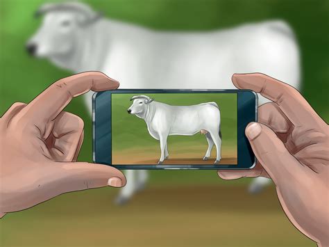 How to Identify Chianina Cattle: 4 Steps (with Pictures) - wikiHow