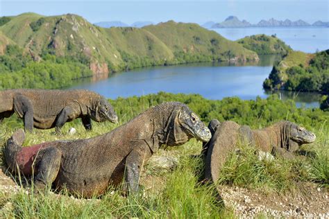 Far Cry 3 Komodo Dragon