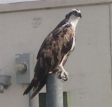 Lake Okeechobee Wildlife Pictures & Sightseeing