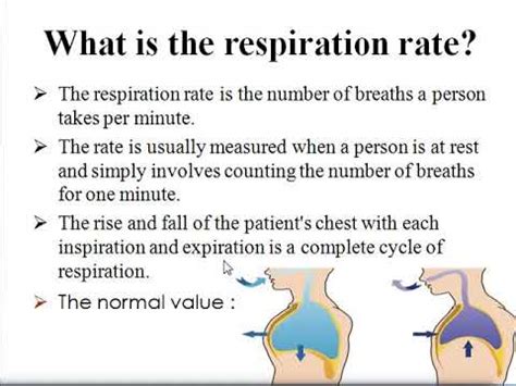 Respiratory Rate YouTube