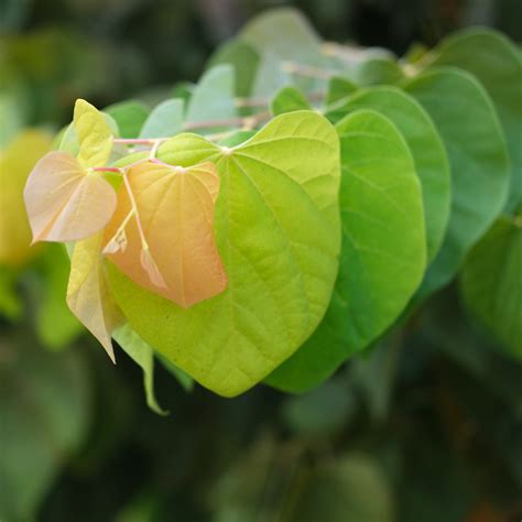 Ornamental - Redbud | New Blooms Nursery