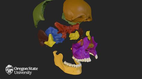 Disarticulated Skull Animated D Model By Oregon State University