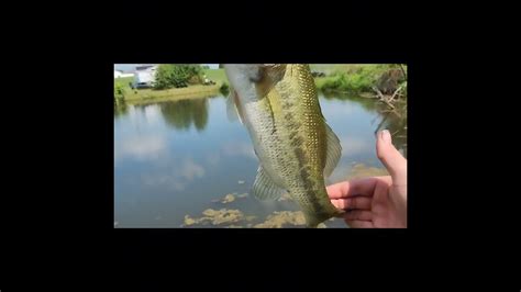 Pond Bass Fishing Bass Manager The Best Bass Fishing Page On The