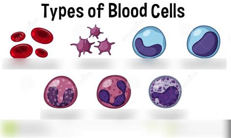 Hematopoietic system chapter 9 Diagram | Quizlet