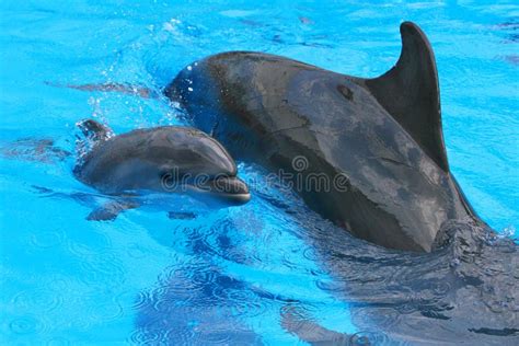 Dolphin with a Baby Floating in the Water Stock Photo - Image of animal ...