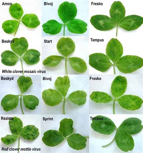 Pdf Susceptibility Of Ten Red Clover Trifolium Pratense Cultivars