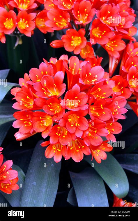 Close Up Clivia Miniata Hi Res Stock Photography And Images Alamy