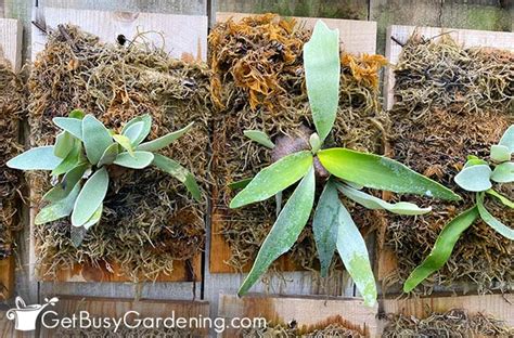 Staghorn Fern Care Guide How To Grow Platycerium Bifurcatum