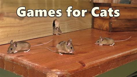 Pe Game Cat And Mouse at William Webb blog