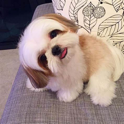 63+ Cute Baby Shih Tzu Puppies - l2sanpiero