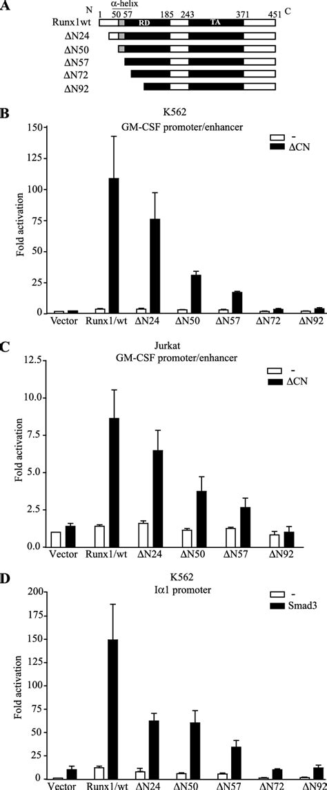 Effects Of N Terminal Deletions On Transactivation By Runx A