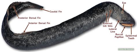 Lamprey Anatomy Diagram