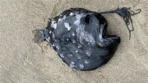 Rare deep-sea angler fish washes up near Cannon Beach | kgw.com