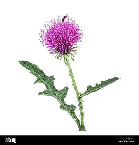 Thistle flower isolated on white background Stock Photo - Alamy