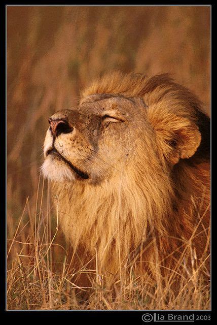 Льва Дня Картинка – Telegraph