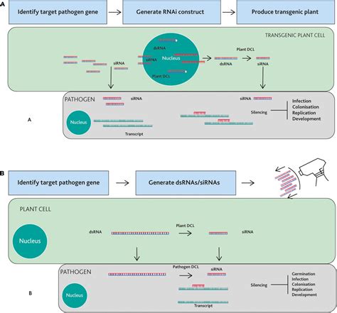 Frontiers Small Rna Based Plant Protection Against Diseases