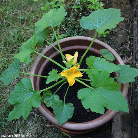 How To Trellis And Grow Zucchini In A Pot Space Saving Garden Tips