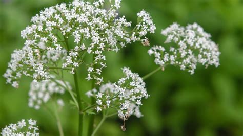 Valerian and Health Health Benefits,Side Effects,Dangerous Interactions.