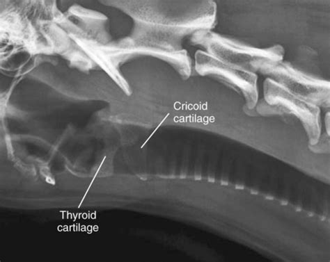 Dog Larynx Anatomy