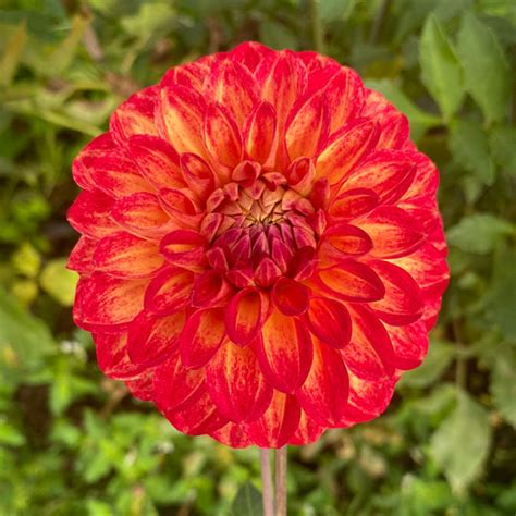 Tahoma Vivian Connells Dahlias