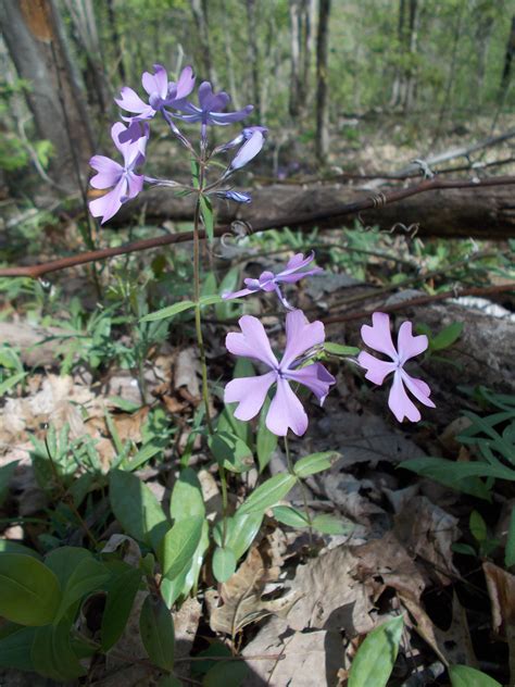 Wildflowers In April Along The Kentucky River Trails