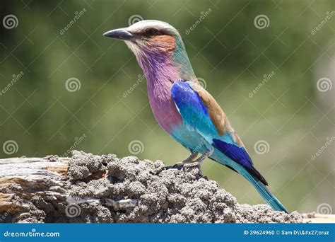 Lilac Breasted Roller Chobe N P Botswana Africa Stock Photo Image