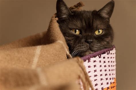 Premium Photo Close Up Portrait Of Cute Black Cat Resting In Wicker