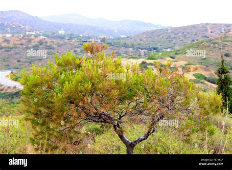 beautiful Greek landscape Stock Photo - Alamy