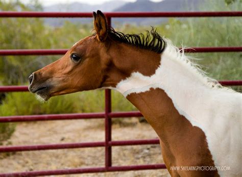 pintabian breeders archives