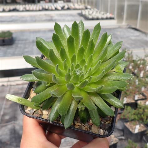 Sempervivum Arachnoideum Hybr Mike Dw Uhlig Kakteen Ber