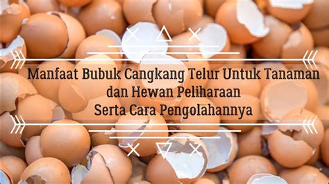 Cara Mengolah Cangkang Telur Bisa Dijadikan Pupuk Tanaman Dan Pakan