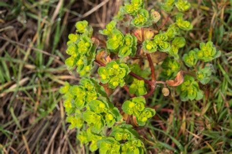 Spurge Weed Identification [How to Kill Spurge in Your Lawn]