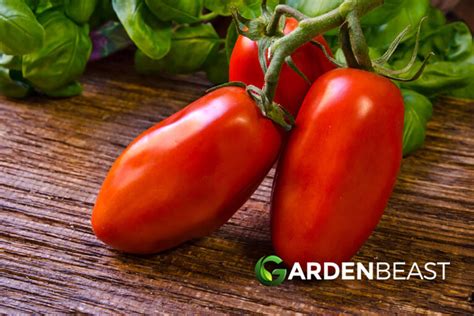 San Marzano Tomatoes How To Grow Care For Solanum Lycopersicum