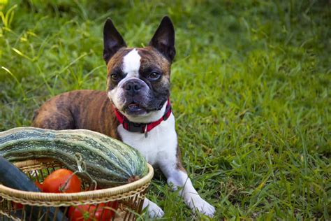 Can Dogs Eat Zucchini 3 Amazing Health Benefits Discussed