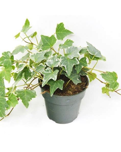 HEDERA HELIX VARIEGATED - DAFFODILS PLANTS