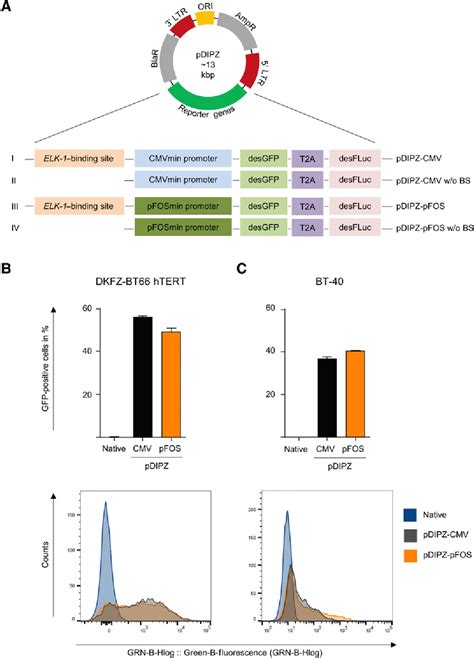 Figure From A Cell Based Mapk Reporter Assay Reveals Synergistic Mapk