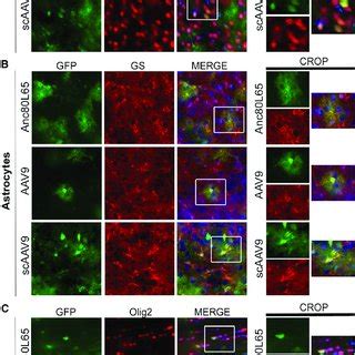 Identification Of The Different Neural Cell Types Transduced By