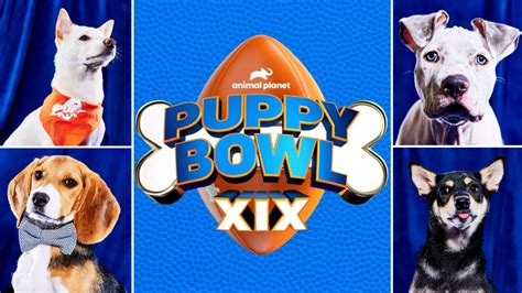 Puppy Bowl 2023 Lineup: See the Dogs Playing in the Bowl