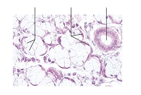 Sublingual Gland Diagram Quizlet