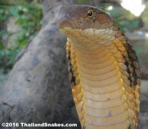 King Cobra Bite (How Long Do You Have?) | Thailand Snakes