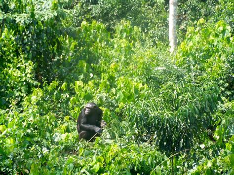 A Cameroon Tale: Rainforest of Central Africa