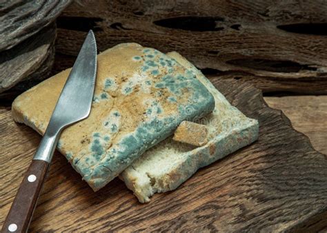 Mold Growing Rapidly On Moldy Bread Slices In Green And White Spores