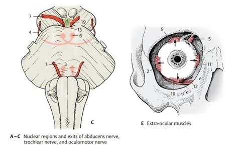 Abducens Nerve - Eye Muscle Nerves