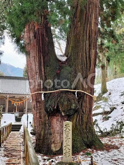 天然記念物 天覧の大杉石川県4 No 28692239写真素材なら写真AC無料フリーダウンロードOK