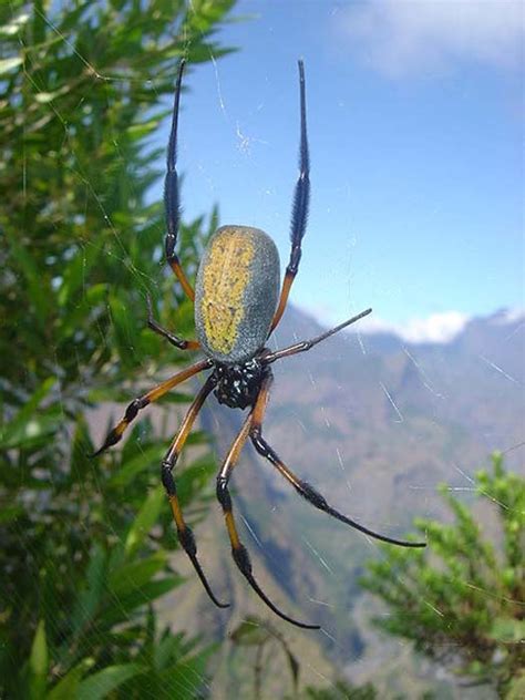 Worlds Rarest Textile Is Made From The Silk Of One Million Spiders