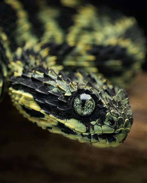 JOJADOJA Viper Snake Cute Snake Beautiful Snakes